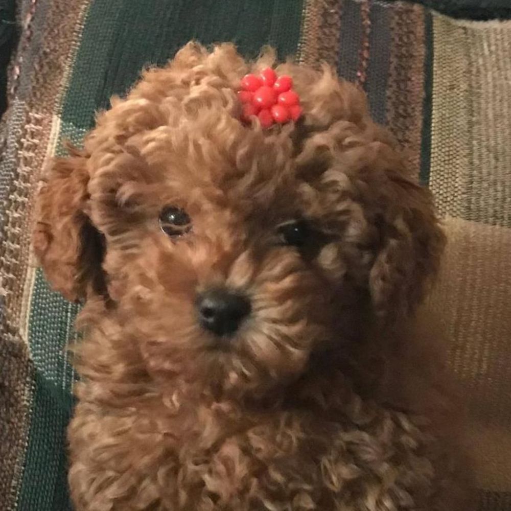 Meet your Posher, Angela